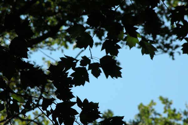 sorbus torminalis 08