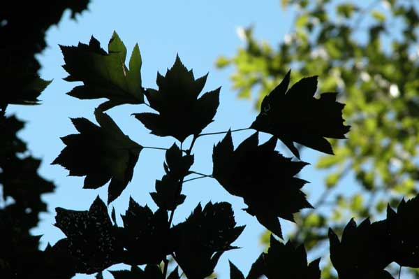 sorbus torminalis 09