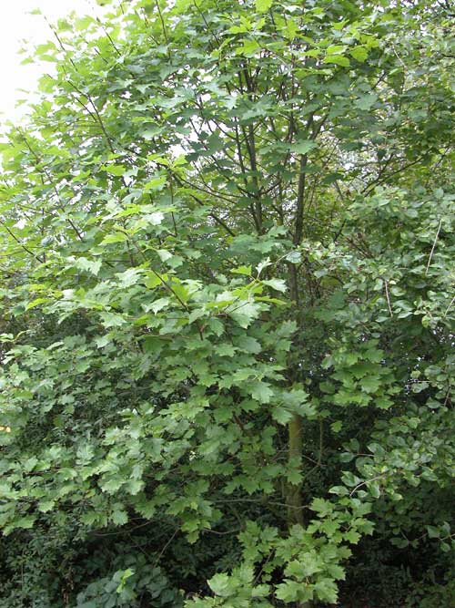 sorbus torminalis 10