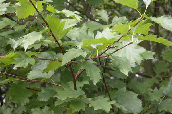sorbus torminalis 11