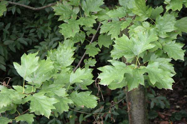 sorbus torminalis 12