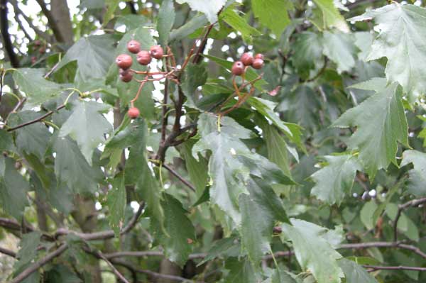 sorbus torminalis 13