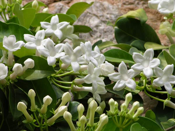 stephanotis floribunda 01