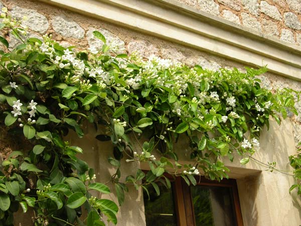 stephanotis floribunda 02