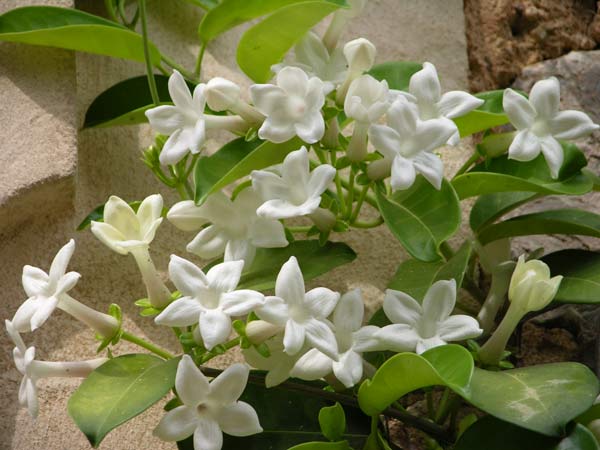 stephanotis floribunda 03