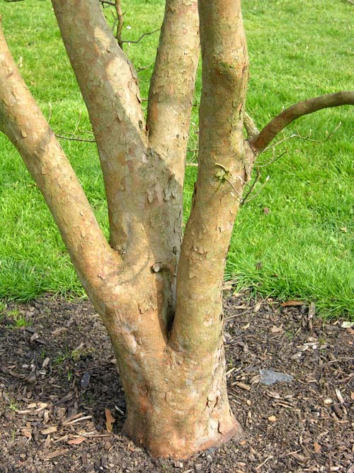 stuartia pseudocamellia 1