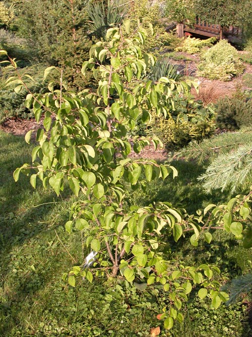syringa sweginzowii 01
