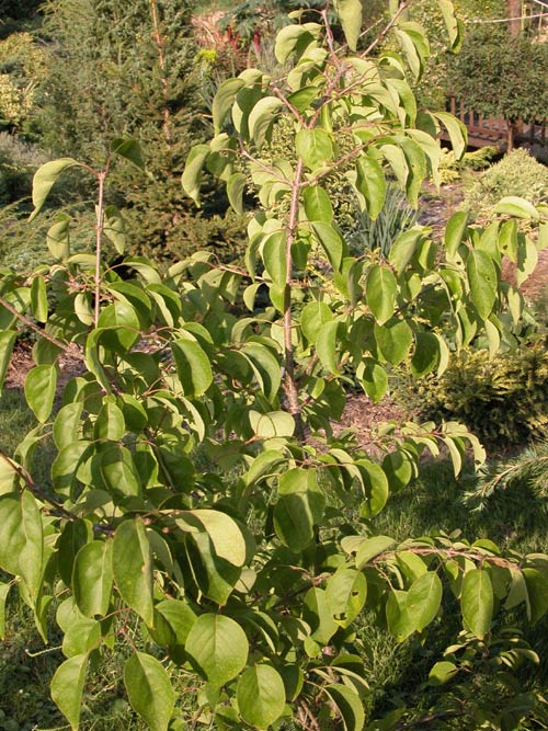 syringa sweginzowii 02