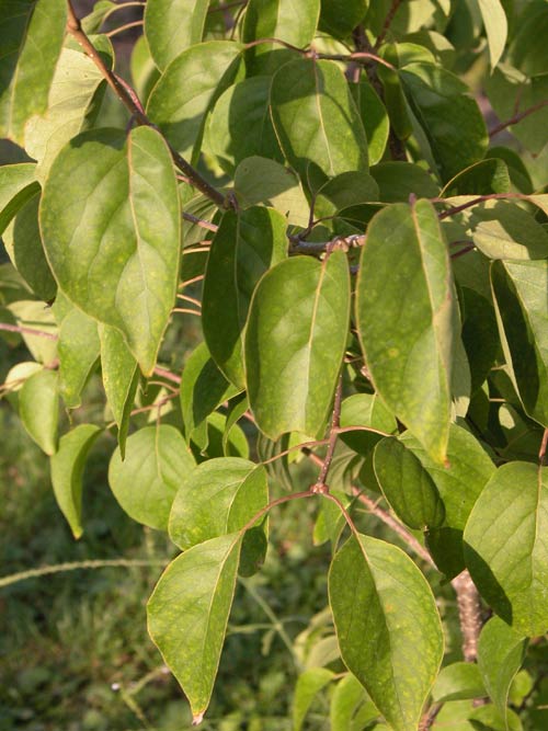 syringa sweginzowii 03