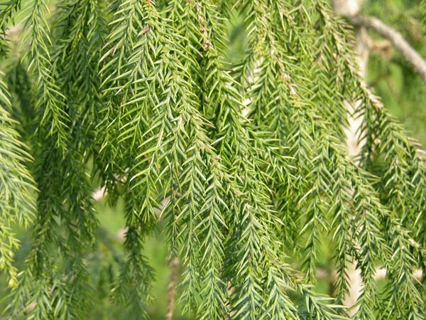 taiwania cryptomerioides 01