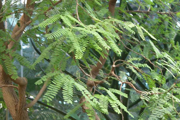 tamarindus indica 01
