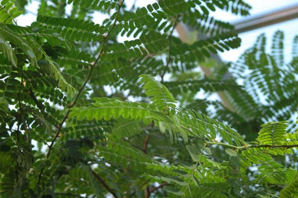 tamarindus indica 02