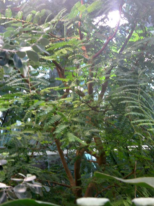 tamarindus indica 03
