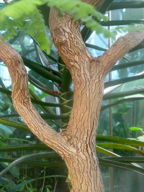 tamarindus indica 04