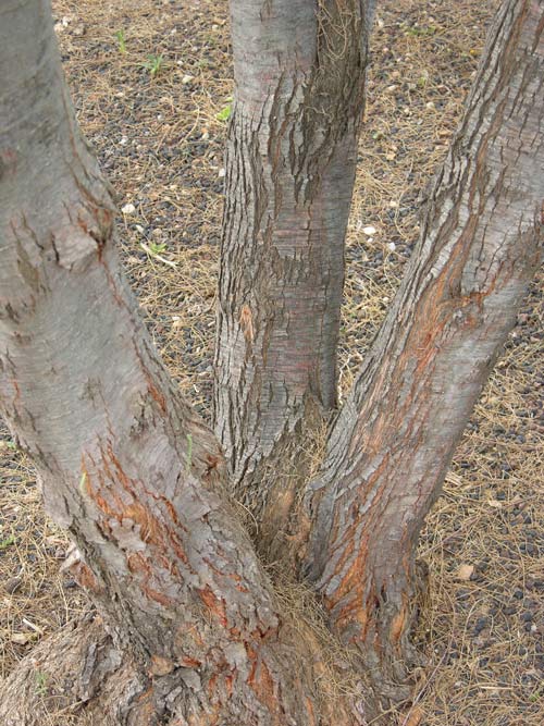 tamarix canariensis 01