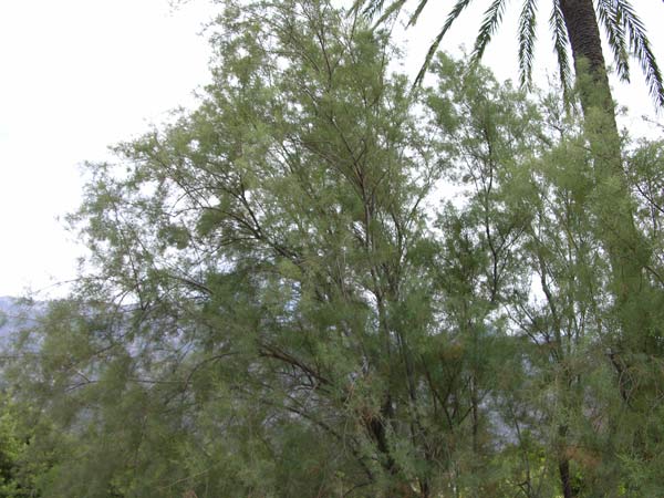 tamarix canariensis 02