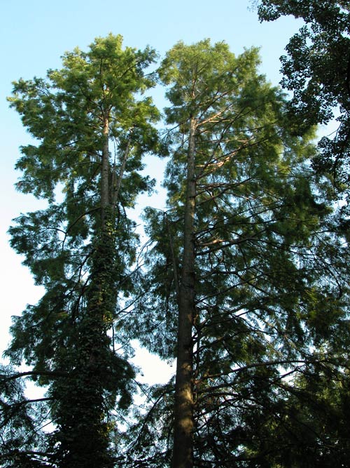 taxodium distichum 01