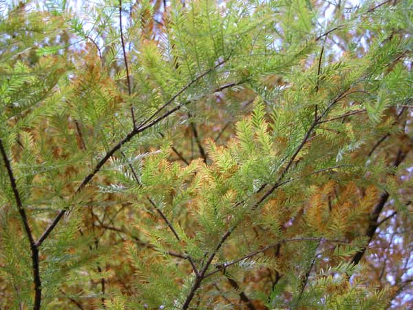 taxodium distichum 03