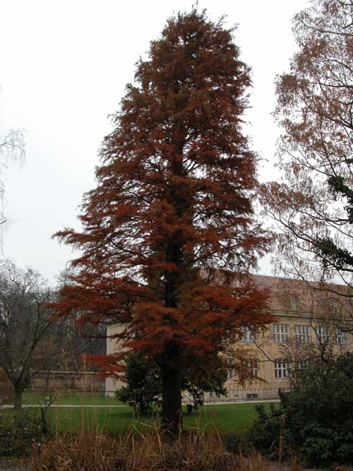 taxodium distichum 04