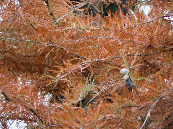 taxodium distichum 05