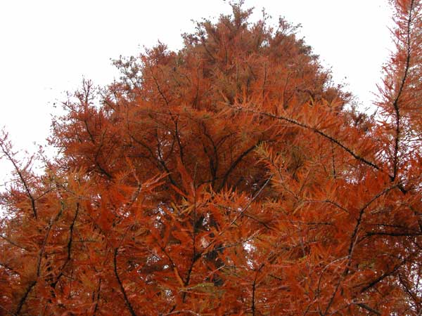 taxodium distichum 06