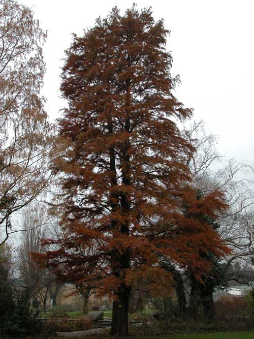taxodium distichum 07