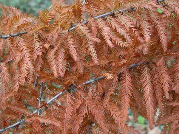 taxodium distichum 08