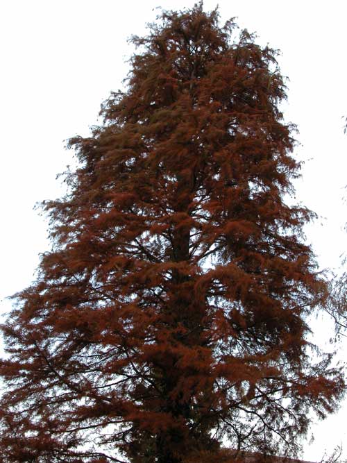 taxodium distichum 09