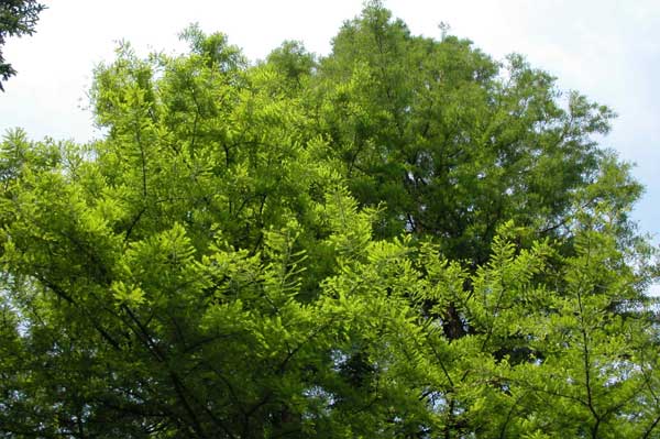 taxodium distichum 10