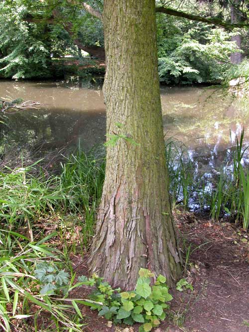 taxodium distichum 11