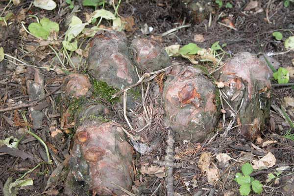 taxodium distichum 12