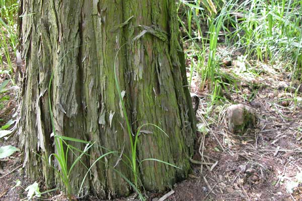 taxodium distichum 13