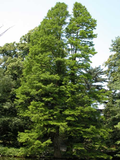 taxodium distichum 15