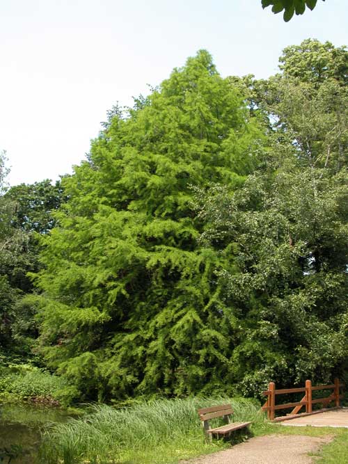 taxodium distichum 16