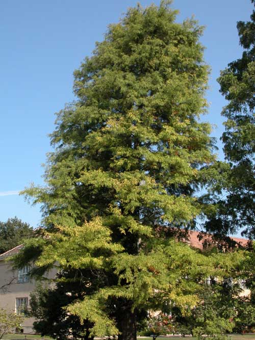 taxodium distichum 17