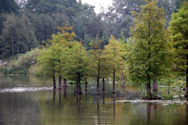 taxodium distichum 18