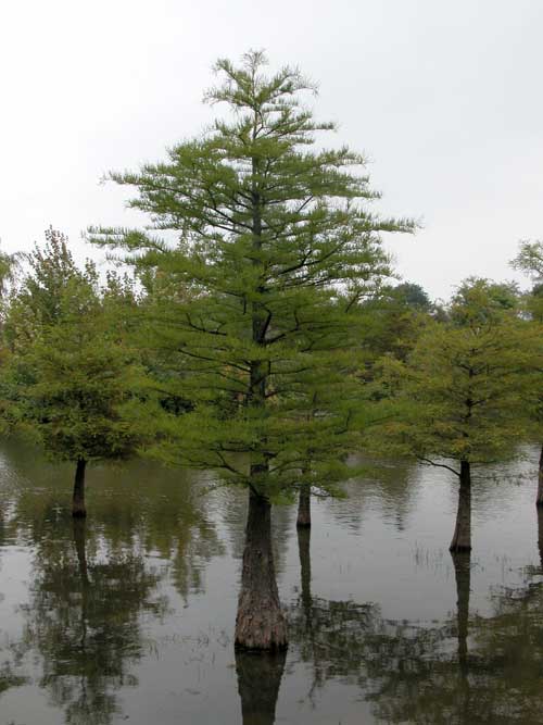 taxodium distichum 19