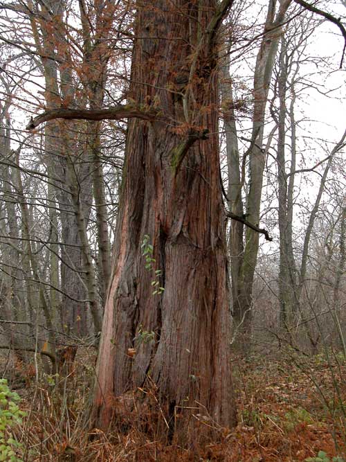 taxodium distichum 21