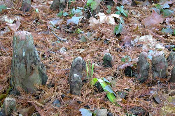 taxodium distichum 22