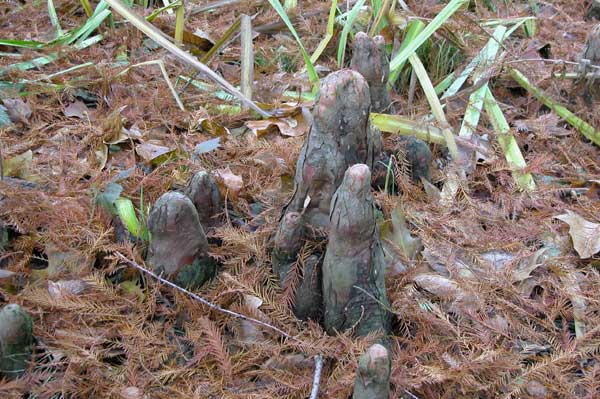 taxodium distichum 23