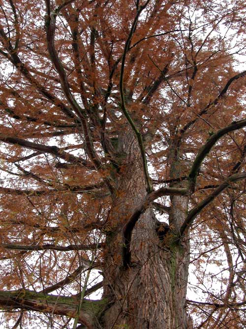 taxodium distichum 24