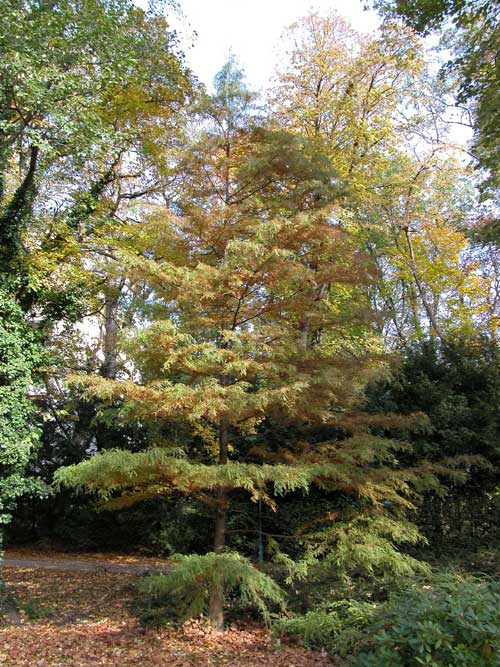 taxodium distichum 26