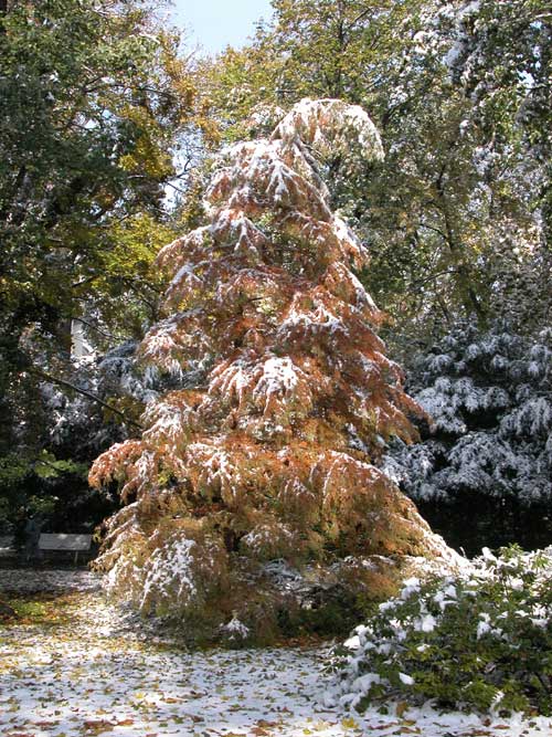 taxodium distichum 27