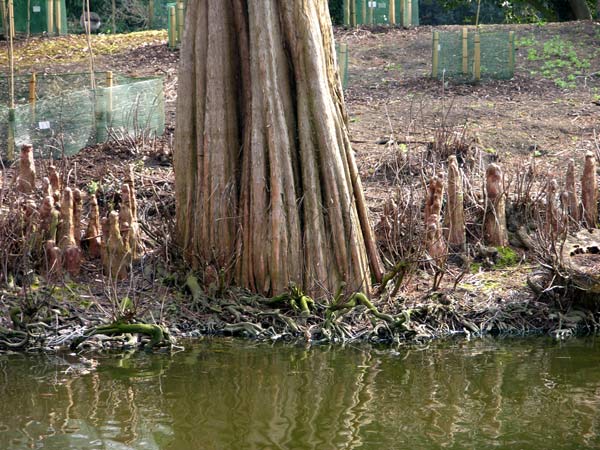 taxodium distichum 28