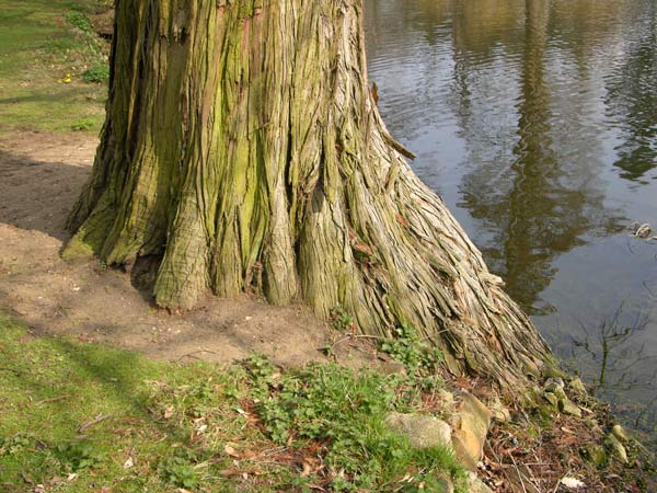 taxodium mucronatum 01