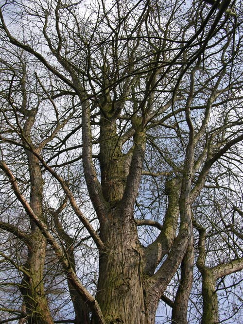 taxodium mucronatum 02