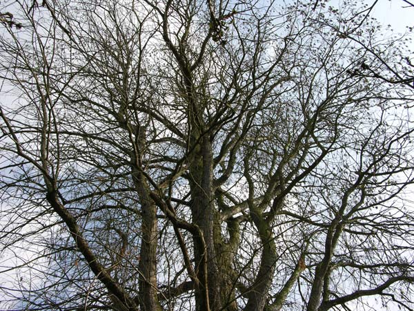 taxodium mucronatum 03