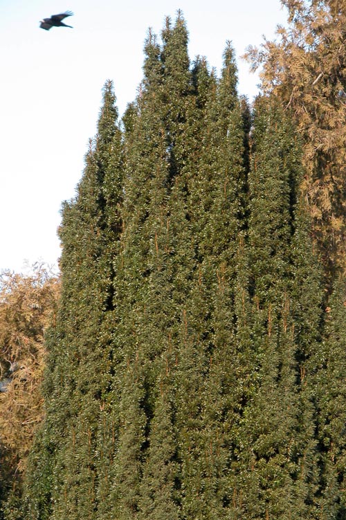 taxus baccata fastigiata 01