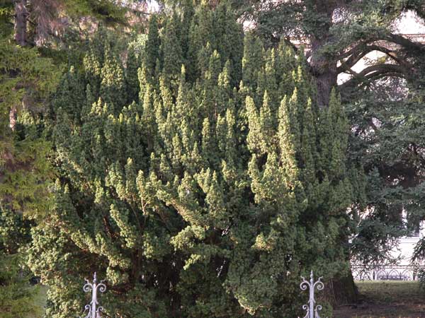 taxus baccata fastigiata 02