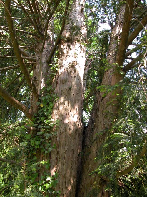 taxus baccata 01